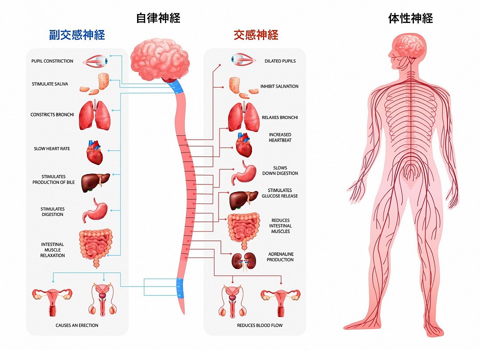 解剖図では、左側が自律神経で、右側は体性神経です。