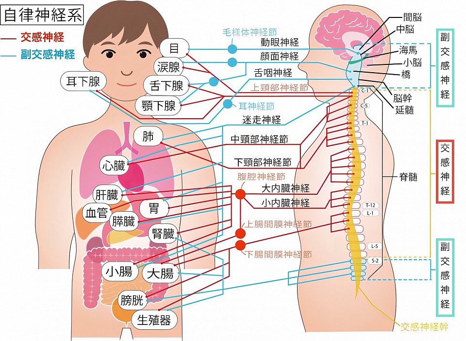 ネットワークのように体内を巡っている自律神経は、それぞれの機能を自動的に調整し、心と体のバランスを保つ役割を果たしています。
