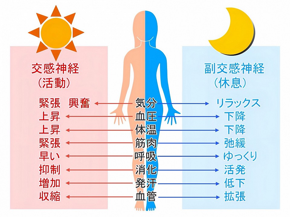 この2つの神経がバランスよく働くことで、私たちの体は快適に機能し、さまざまなストレスに対処できるようになります。