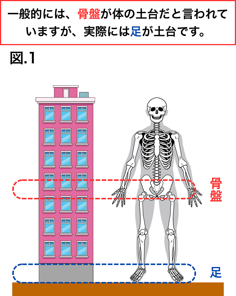 図.1では、骨盤より下にある足（指）は、ビルの土台のような役割を果たしているとイメージしてください。