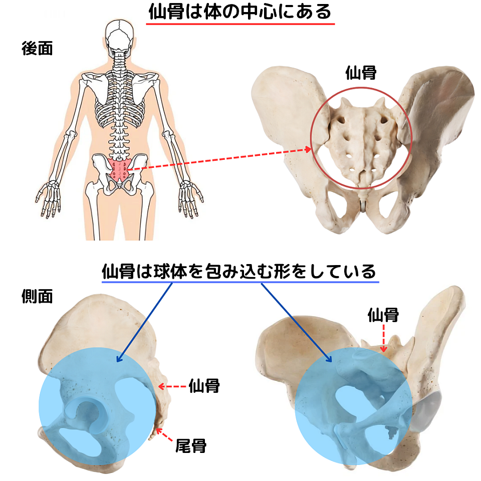 丸い形状の仙骨は、体の中心に位置し、直立歩行を助ける役割を果たしています。また、女性においては、子宮や卵巣、赤ちゃんを保護する役割も担っています。