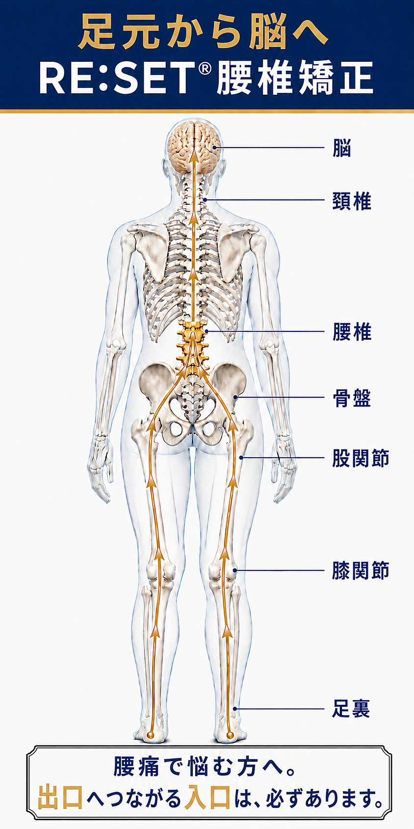 lumbar Therapy（腰椎矯正）